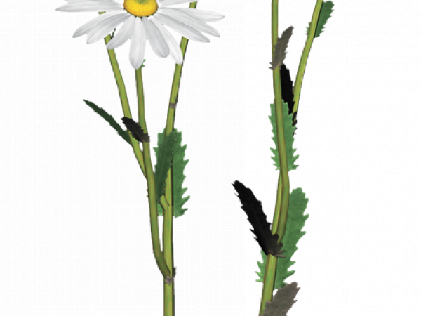 White Daisy Flowers - CREATIVE MEMORIES