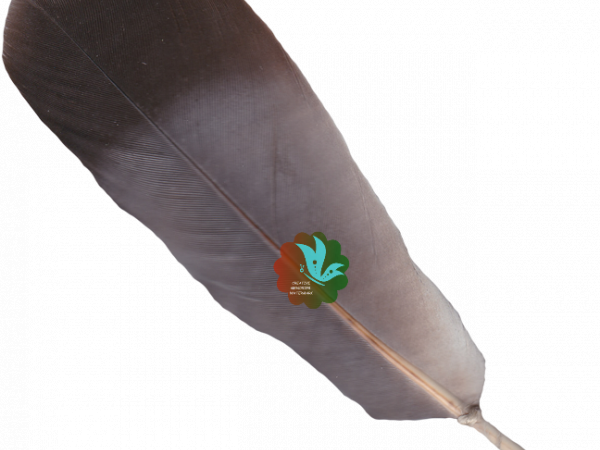 Black Feather Bird - CREATIVE MEMORIES