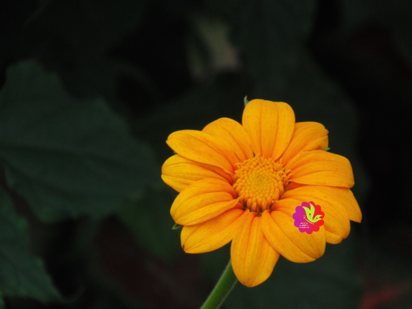 Yellow Flower - Scrapbooking Printable