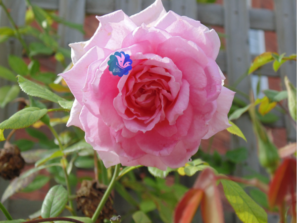 Large Pink Rose - Scrapbooking Printable