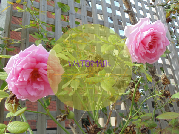 Large Pink Roses - Scrapbooking Printables