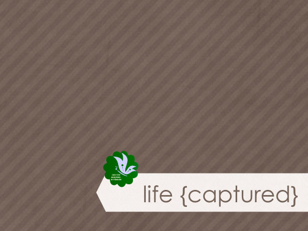Life Captured On Brown - CREATIVE MEMORIES