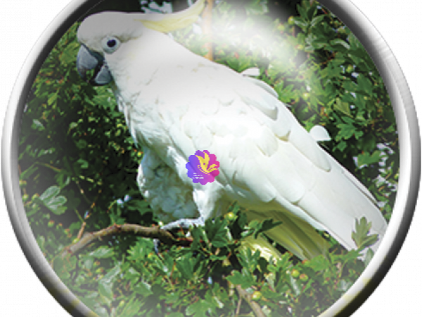 Parrot White Bird Button - CREATIVE MEMORIES