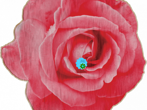 Pink Rose Flower - CREATIVE MEMORIES