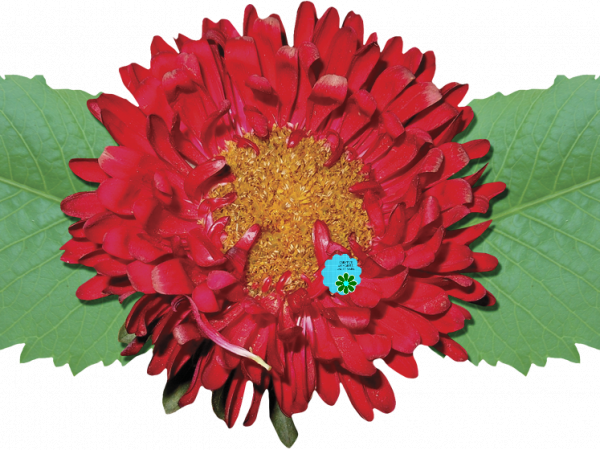 Red Flower Green Leaf - CREATIVE MEMORIES