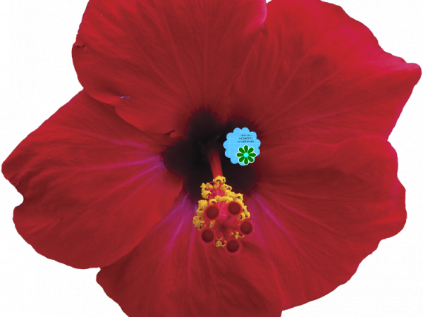 Red Tropical Flower - CREATIVE MEMORIES