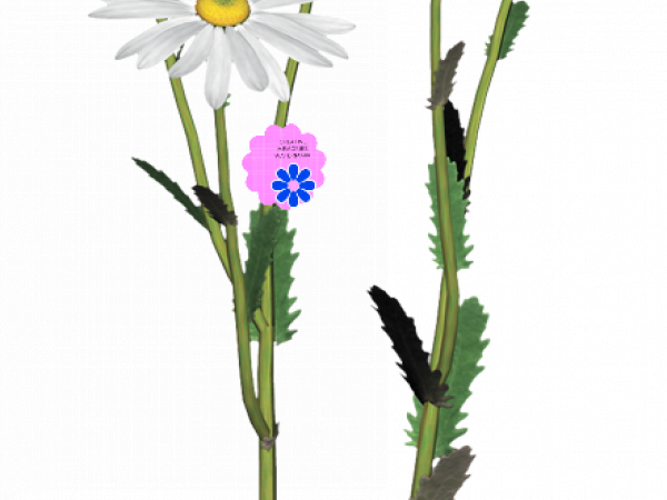 White Daisy Flowers - CREATIVE MEMORIES