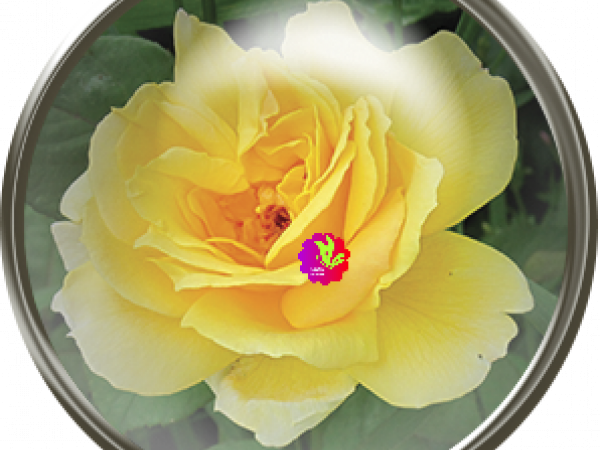 Yellow Flower Snap - CREATIVE MEMORIES