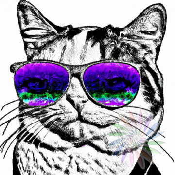 Black and White Drawing of Cat Wearing Purple Glasses-A