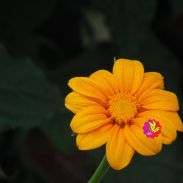 Yellow Flower - Scrapbooking Printable