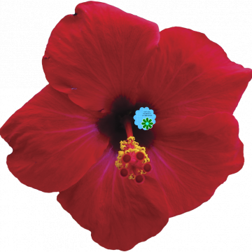 Red Tropical Flower - CREATIVE MEMORIES