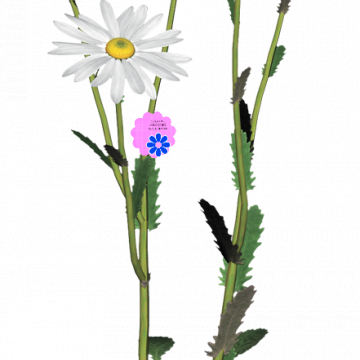 White Daisy Flowers - CREATIVE MEMORIES