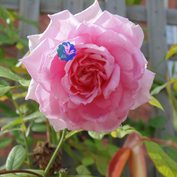 Large Pink Rose