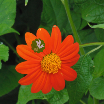 Orange Flower