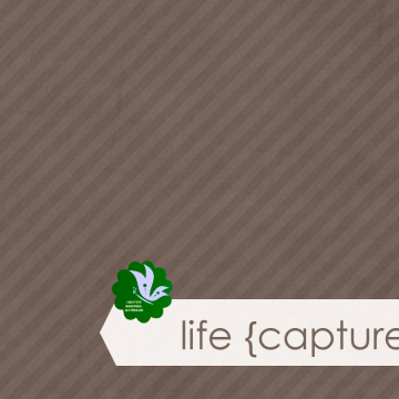 Life Captured On Brown