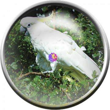 Parrot White Bird Button