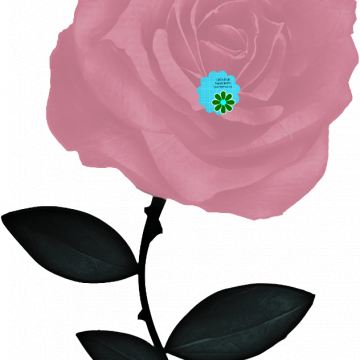 Pink Rose Flower Stem