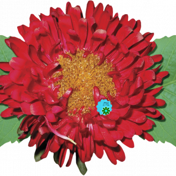 Red Flower Green Leaf